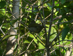 Meliphaga notata