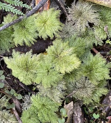 Dendrohypopterygium filiculiforme