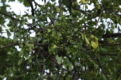 Loranthus europaeus