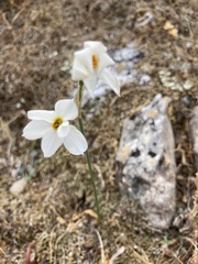 Narcissus deficiens