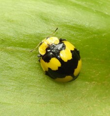 Illeis galbula