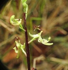 Arthrochilus prolixus