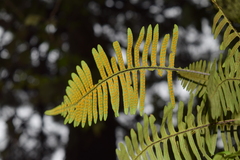 Polypodioideae