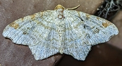 Macaria bisignata