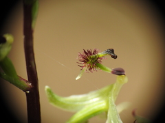 Arthrochilus prolixus