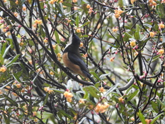 Acanthorhynchus tenuirostris