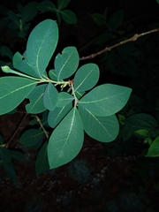 Dais cotinifolia