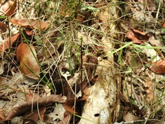 Arthrochilus prolixus