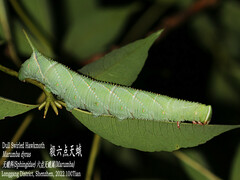 Marumba dyras
