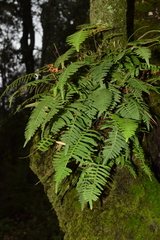 Polypodioideae