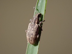 Sitona discoideus