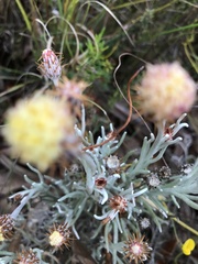 Syncarpha gnaphaloides