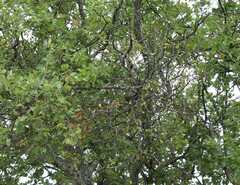 Loranthus europaeus