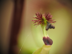 Arthrochilus prolixus