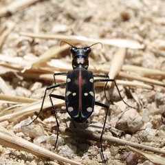 Cosmodela separata