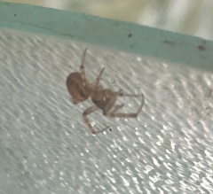 Zygiella
