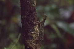 Draco blanfordii