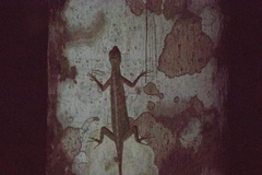Draco blanfordii