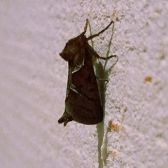 Triodia sylvina