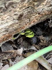 Trimeresurus albolabris
