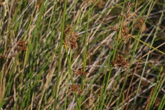 Juncus effusus austrocalifornicus