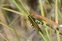 Schistocerca albolineata