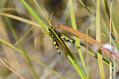 Schistocerca albolineata