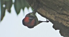 Lybius torquatus torquatus