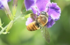 Megachile takaoensis