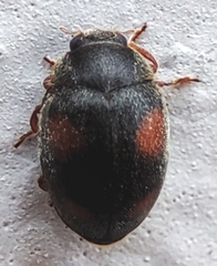 Coccinellidae