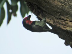 Lybius torquatus torquatus