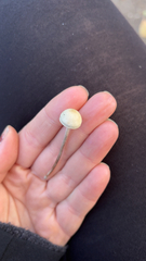 Panaeolus cyanescens