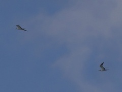 Onychoprion fuscatus