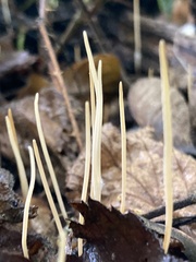 Macrotyphula juncea