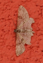 Peribatodes rhomboidaria