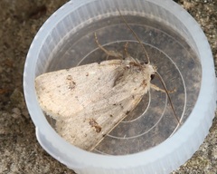 Caradrina kadenii