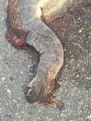 Homalopsis mereljcoxi