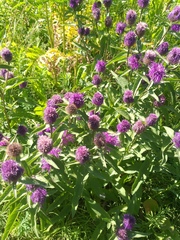 Centaurea phrygia pseudophrygia