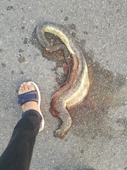 Homalopsis mereljcoxi