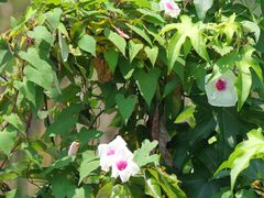 Ipomoea pandurata
