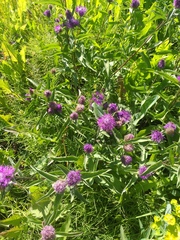 Centaurea phrygia pseudophrygia