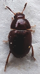 Leiodidae