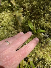Chiloglottis cornuta