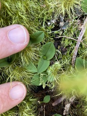 Chiloglottis cornuta
