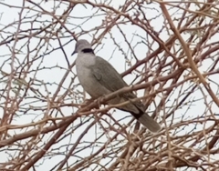 Streptopelia decipiens