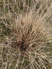 Schoenus pauciflorus