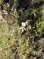 Ciconium