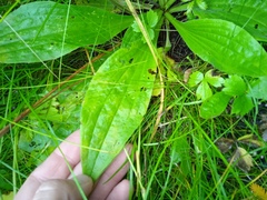 Plantago urvillei