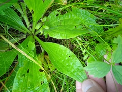 Plantago urvillei