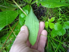 Plantago urvillei
